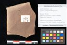 Foto (Objekt + Etikett) von Quercus palaeoilex Ettingshausen (NHMW-GEO-2024-0188-0838)